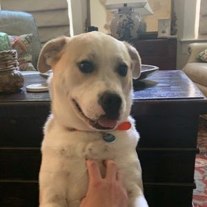 Meet your Posher, Peyton